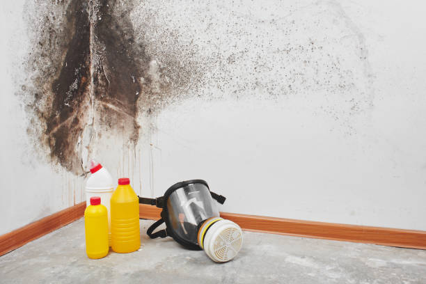 Best Crawl Space Mold Removal  in Eufaula, AL