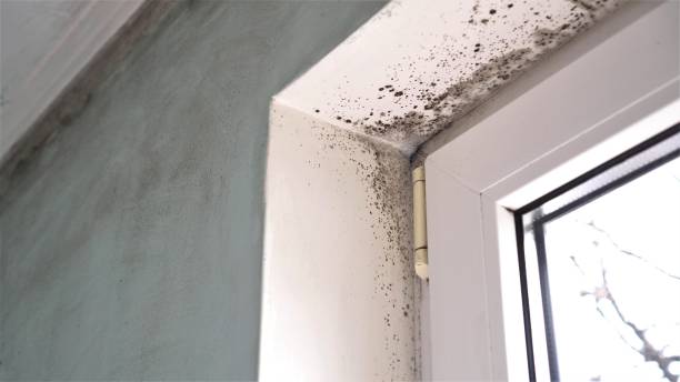 Best Toxic Mold Removal  in Eufaula, AL