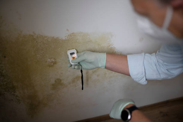 Best Mold Testing  in Eufaula, AL