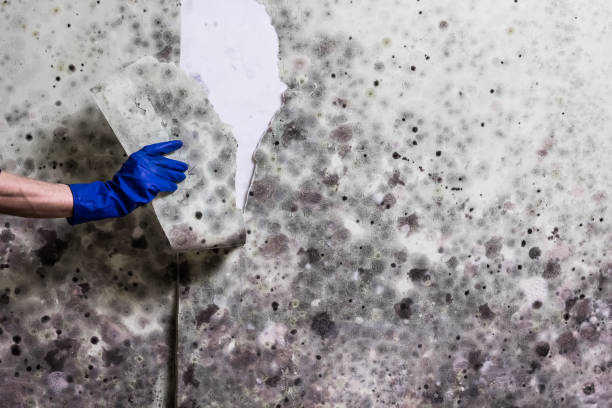 Professional Mold Removal in Eufaula, AL